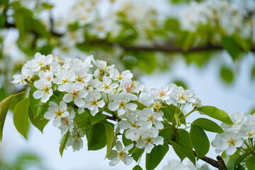 cherry and pear branch with white flowers and leaves on a blue sky background