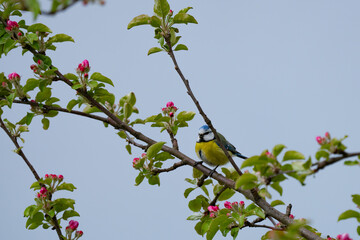 A small bird sits on a tree branch against a blue sky background