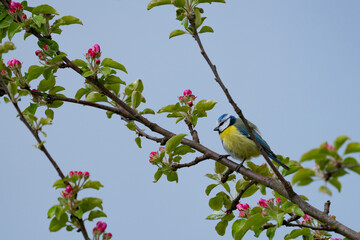 A small bird sits on a tree branch against a blue sky background
