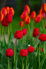 Blooming red tulips on a green lawn, spring day