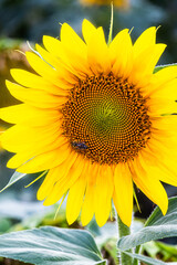 A sunflower glows with yellow petals and a spiral green center. Two bees rest at its heart—framed...
