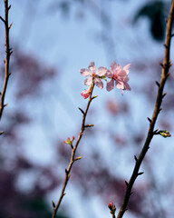 pink cherry blossom