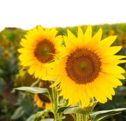 Two radiant sunflowers bloom side by side, their yellow petals haloed by natural light. The blurred field backdrop fades gently, as if holding space for quiet union and unseen warmth beneath the sky.