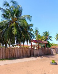 palm trees on the beach