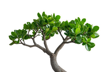 A small tree with green leaves isolated on white or transparent background Cutout PNG