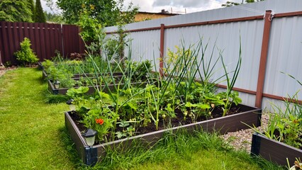 The grassy lawn near the metal profile fence has plastic high beds. Garlic, strawberries, onions, dill and other herbs grow in them. Nearby are lanterns. Cloudy summer weather