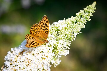 Argynnis paphia.
Beautiful colorful butterfly drinks nectar from a butterfly bush flower - close-up photo in natural environment.
A common butterfly in Europe and Asia.