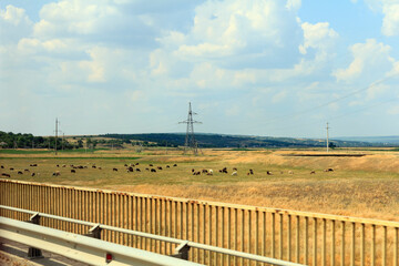 Fototapeta premium A vast beautiful green field with grazing cows under a blue sky