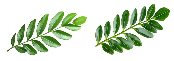 Green leaf of Zamioculcas zamiifolia isolated on white or transparent background