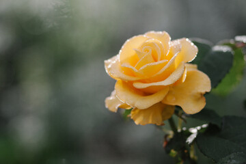 yellow rose with dew drops