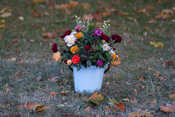 autumn flowers in the garden