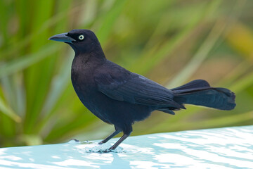 Carib Grackle, (Quiscalus lugubris), male standing at the edge of a pool, Martinique, West Indies.