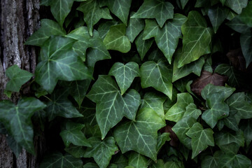 a tree trunk with green English ivy climbing upwards. beautiful nature close-up background banner with copy space. romantic garden design element