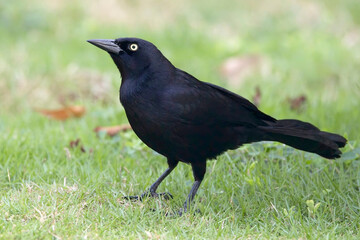 Carib Grackle (Quiscalus lugubris), male standing on a grassy lawn, Barbados, West Indies.