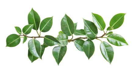 Lush Green Leaves on Branch isolated on white or transparent background Cutout PNG