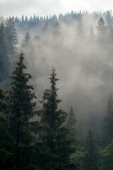 fog in the mountains