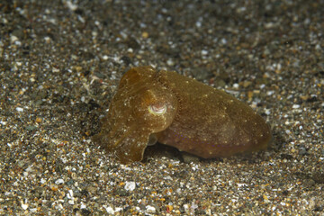  Pygmy Cuttlefish Camouflaged on Sandy Seafloor