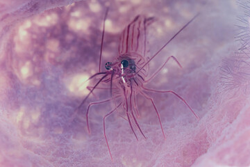 Commensal Shrimp in Purple Sponge