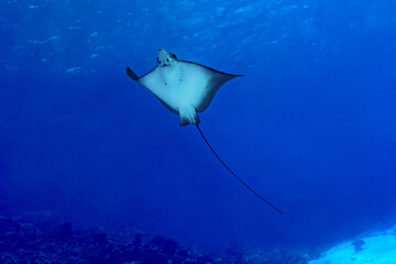  Spotted Eagle Ray Swimming in Deep Blue