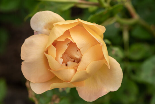 A vibrant yellow rose in full bloom fills the entire frame. The close-up view highlights its delicate petals, rich texture, and radiant color—a striking floral composition full of warmth and elegance.
