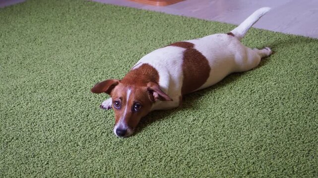 Puppy Jack russell terrier sitting on a carpet and  looking up.