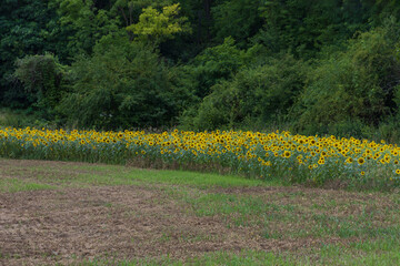 Obraz premium Sunflowers in the field. Yellow crop in the field in the countryside