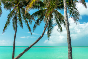 Three palm trees and caribbean sea, Islamorada scenic landscape, Florida Keys