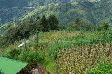 Corn or maize , zea mays, plantation at Okhrey village, Himalayan mountain range in the background . Okhrey is a remote village with breath taking scenic natural vista, in Sikkim, India.