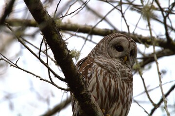 Barred Owl in tree