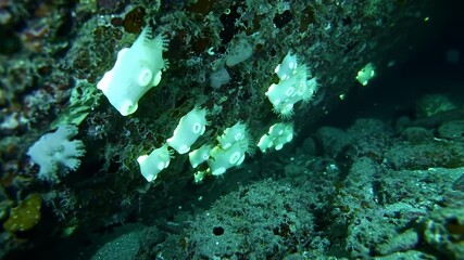Underwater scene of soft white coral-like organisms clinging to dark rocks and algae