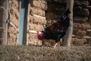 Venezuela has a huge number of birds such as hummingbirds, frigates and animals such as cows, opossums and donkeys.