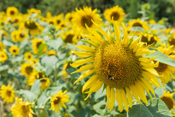 Sunflowers in the field. Yellow crop in the field in the countryside