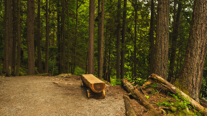 Rest on this all-natural bench made from a tree trunk by the side of a shaded BC forest trail. © Andrew