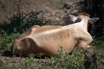 Venezuela has a huge number of birds such as hummingbirds, frigates and animals such as cows, opossums and donkeys.
