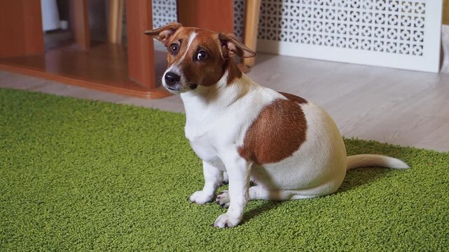 Puppy Jack russell terrier sitting on a carpet and  looking up.