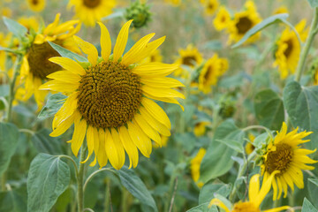 Sunflowers in the field. Yellow crop in the field in the countryside