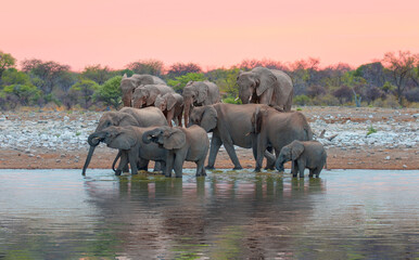 A group of elephant families go to the water's edge for a drink - African elephants standing near lake in Etosha National Park, Namibia