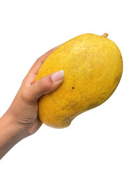 Hand Holding Ripe Yellow Mango: Tropical Fruit Close-Up (Transparent Background)

