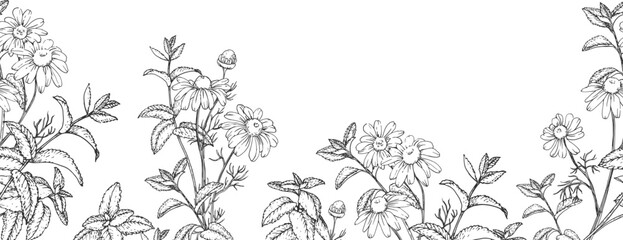 Calming herbs vector seamless border hand drawn in ink. Graphic illustration with chamomile and mint. Template for design of herbal tea and aromatic oils