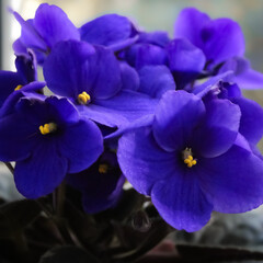 macro close-up of African violets abstract flower background, scientifically known as Saintpaulia ionantha. indoor gardening