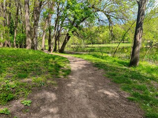 Fototapeta premium A path through a forest with trees and a lake. The path is surrounded by grass and there are some bushes along the way