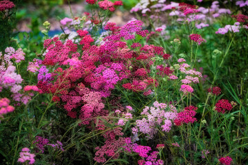 Close up of a cluster of blooming plants in shades of pink and red.