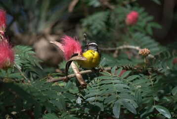 Venezuela has a huge number of birds such as hummingbirds, frigates and animals such as cows, opossums and donkeys.