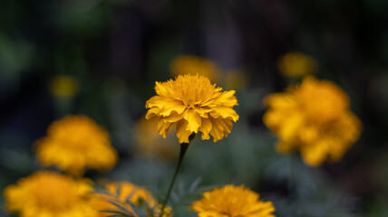 marigold flower in the garden