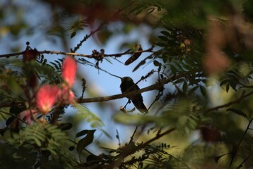 Venezuela has a huge number of birds such as hummingbirds, frigates and animals such as cows, opossums and donkeys.