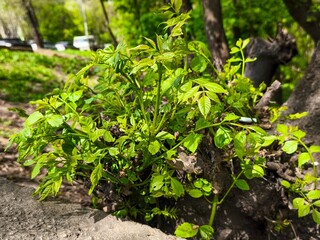 A small plant is growing out of a tree stump. The plant is green and has leaves. The stump is brown and has a few leaves on it
