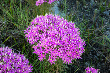 Close-Up of Texas Wild Onion Flowers in Bloom