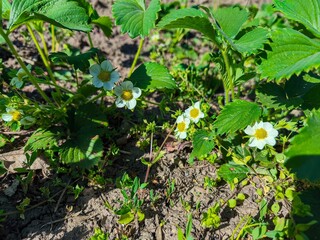 A field of strawberries with green leaves. The strawberries are white and are growing in the dirt. The field is full of green plants and the sun is shining brightly