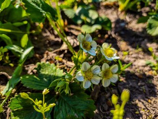 A bunch of white flowers with yellow centers are growing in a field. The flowers are small and clustered together, creating a peaceful and serene atmosphere