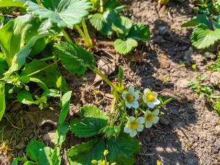 Fototapeta premium A small cluster of white flowers with yellow centers are growing in a field. The flowers are surrounded by green leaves and grass. The scene is peaceful and serene